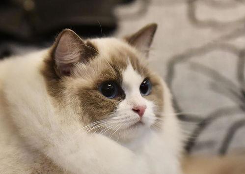 布偶猫变成人样子视频,萌态可掬萌翻网友